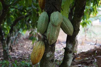 Food Nature Tree Leaf Picture