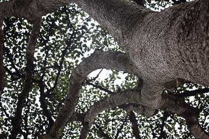 Ghana  Nature Tree Picture