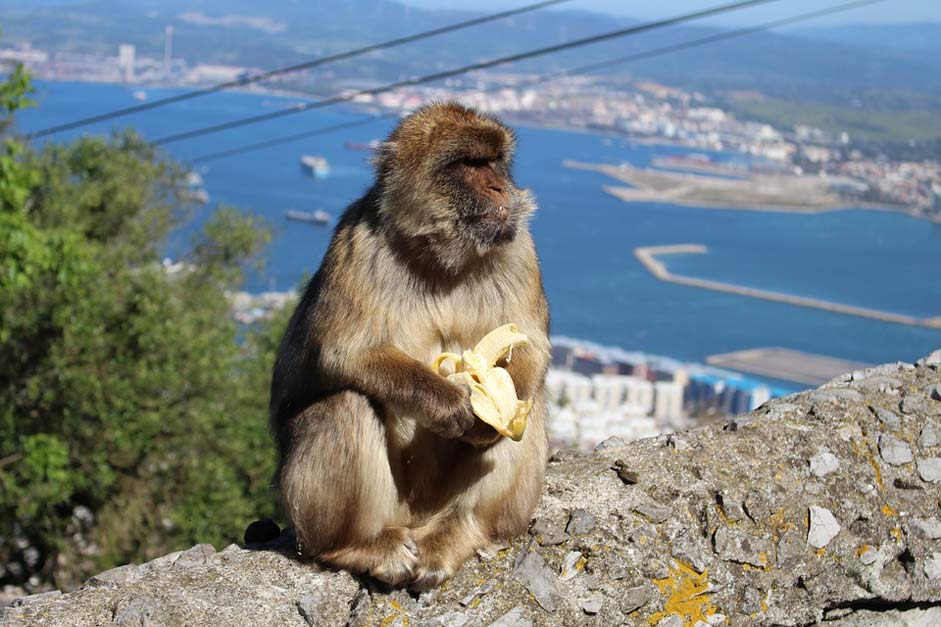 Animal Gibraltar Banana Ape
