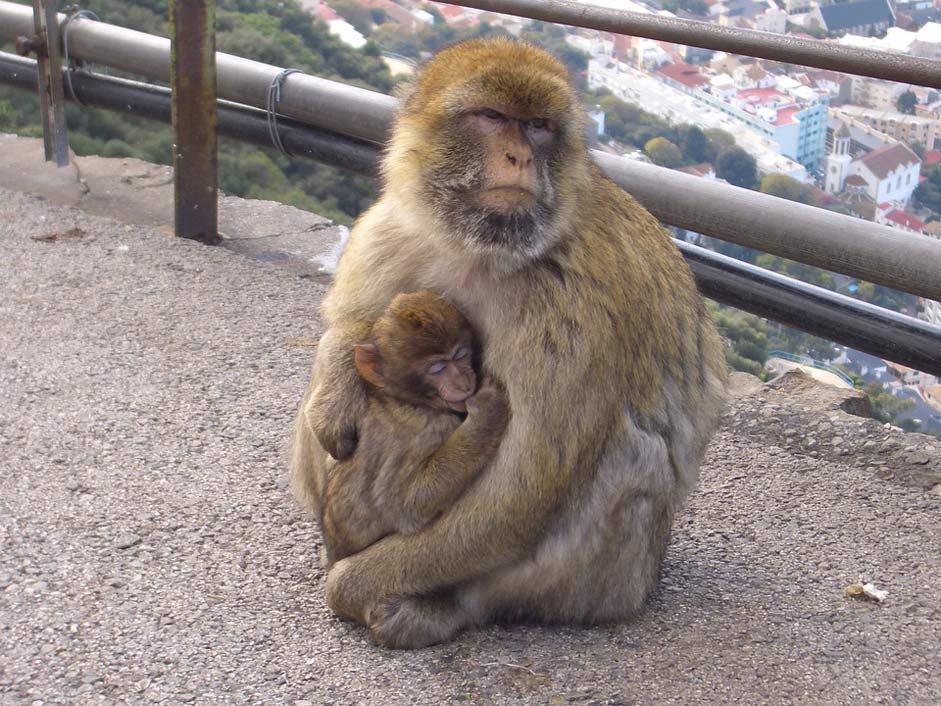 Primate Animals Gibraltar Ape