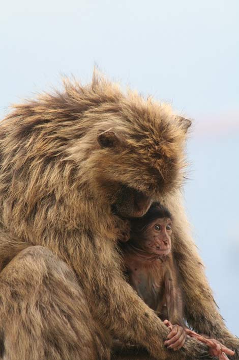 Monkey Gibraltar Barbary-Ape