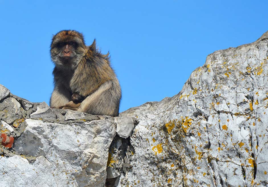  Gibraltar Monkey-Rock Barbary-Ape