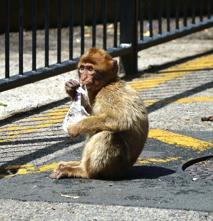   Cute Barbary-Ape-Monkey-Rock-Of-Gibraltar