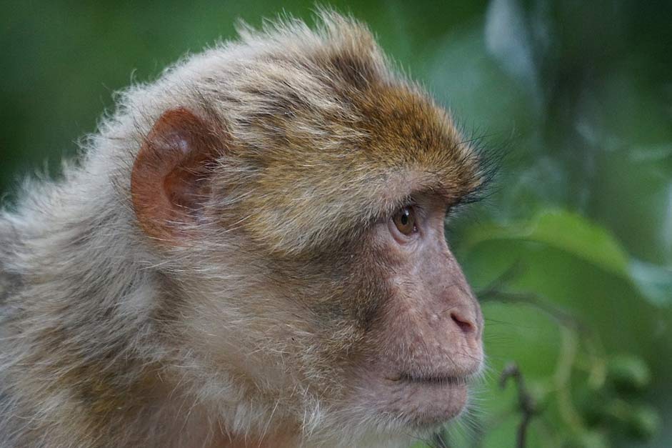 Pavia-Like Primates Old-World-Monkey Barbary-Ape