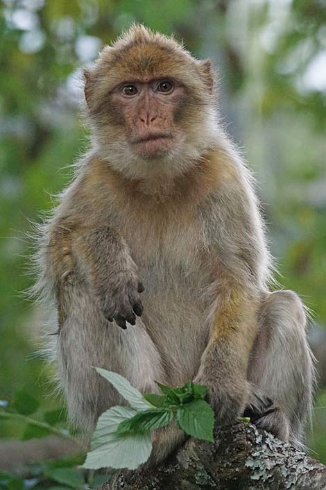 Pavia-Like Primates Old-World-Monkey Barbary-Ape