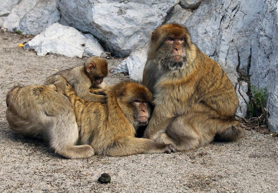 Wildlife Animal Monkeys Barbary-Macaque