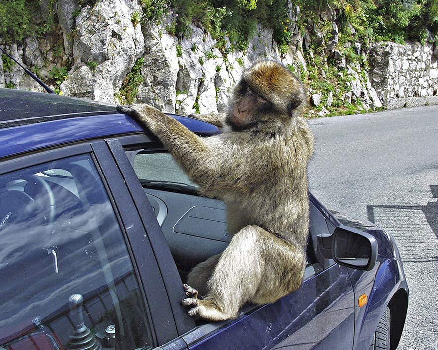 Animal Monkey Baboon Gibraltar