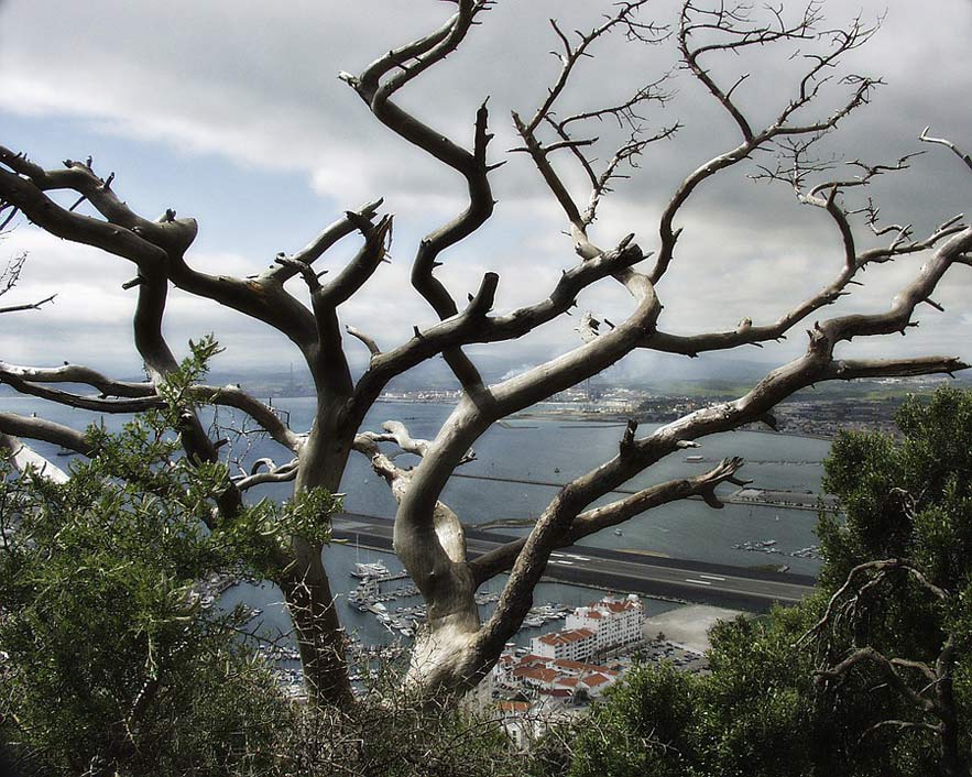 Tree Mediterranean-Sea City Gibraltar
