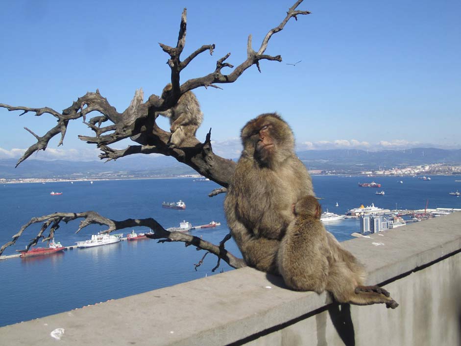  Mediterranean-Sea Monkeys Gibraltar