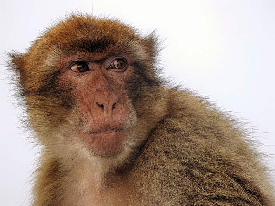 Rock-Of-Gibraltar Gibraltar Ape Macaque