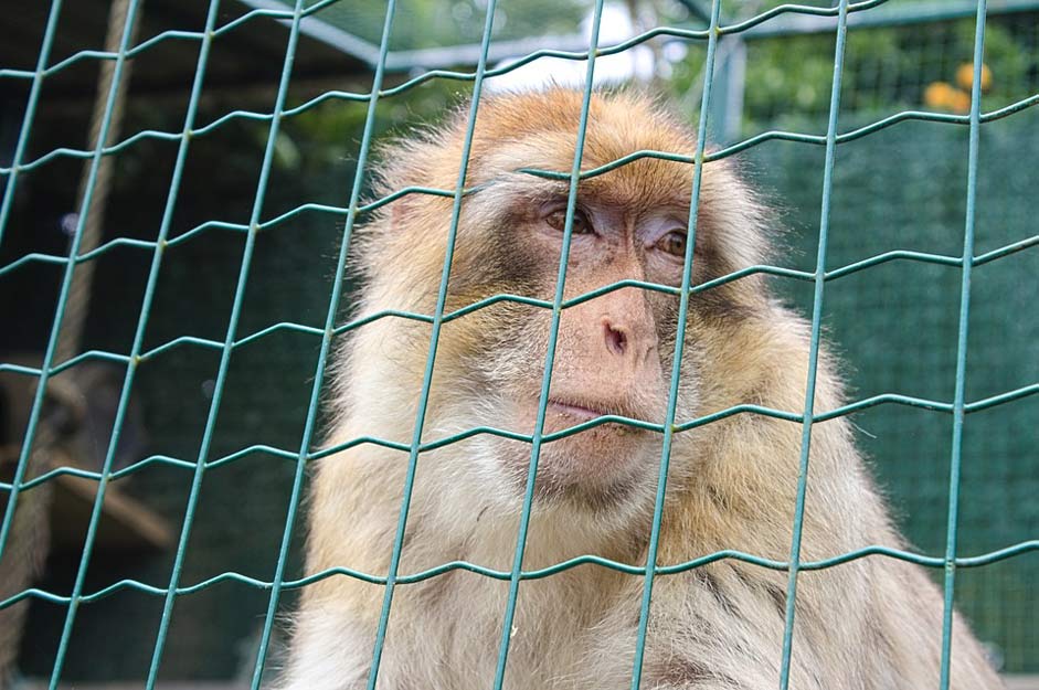 Mammal Mono Primate Macaque-Of-Gibraltar
