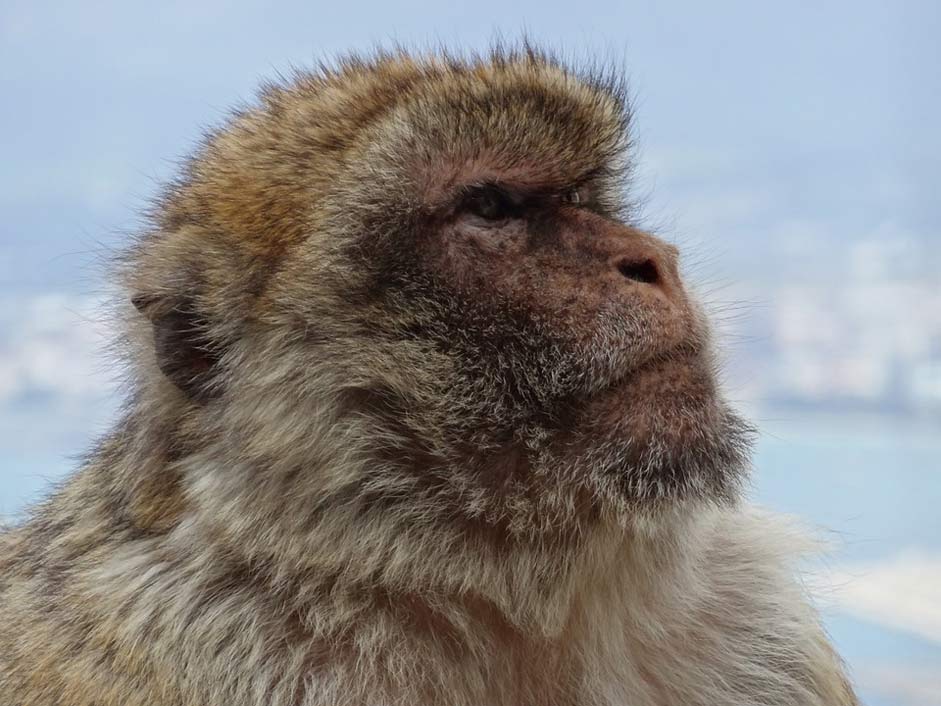 Monkey-Mountain Gibraltar Barbary-Ape Monkey