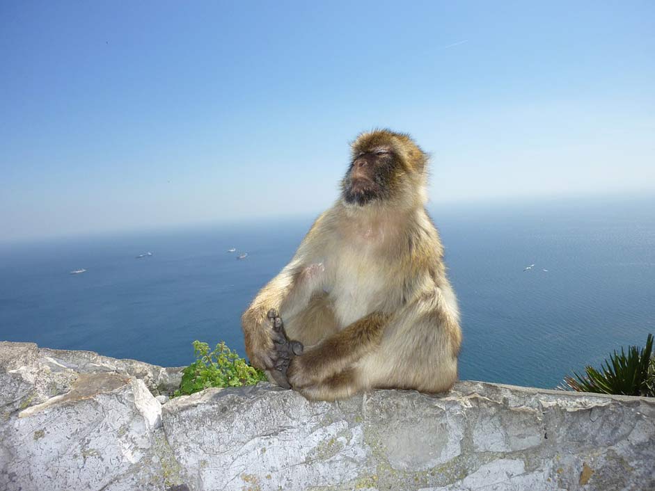 Self-Confidence Monkey-Mountain Gibraltar Monkey