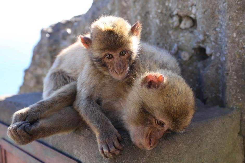 Primate Cute Mammal Monkey