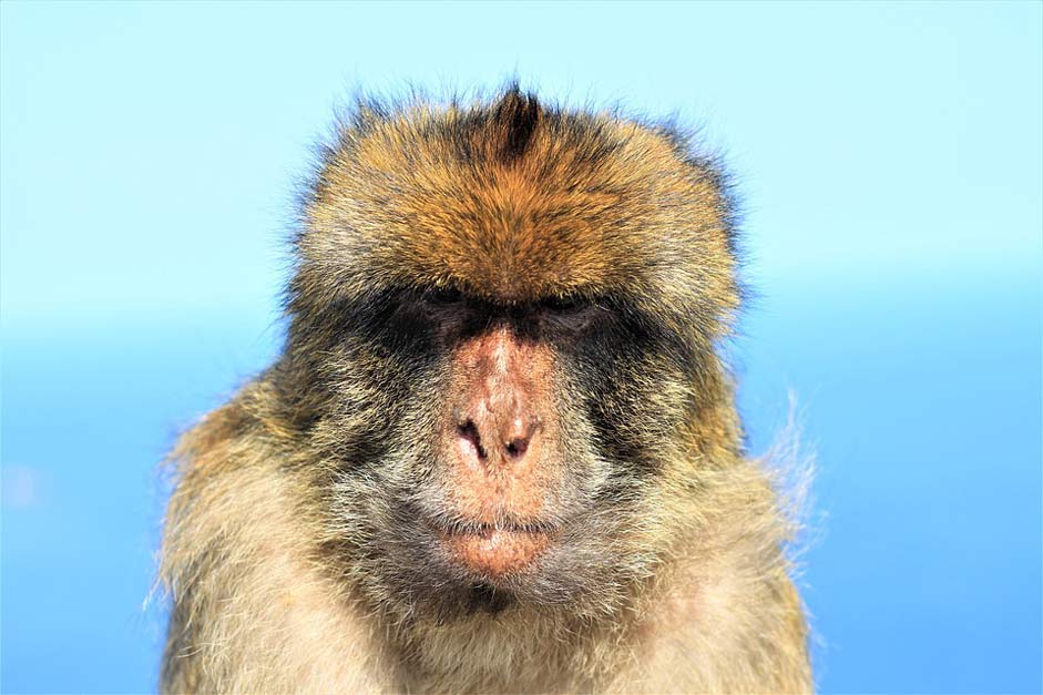 Gibraltar Grim Portrait Monkey