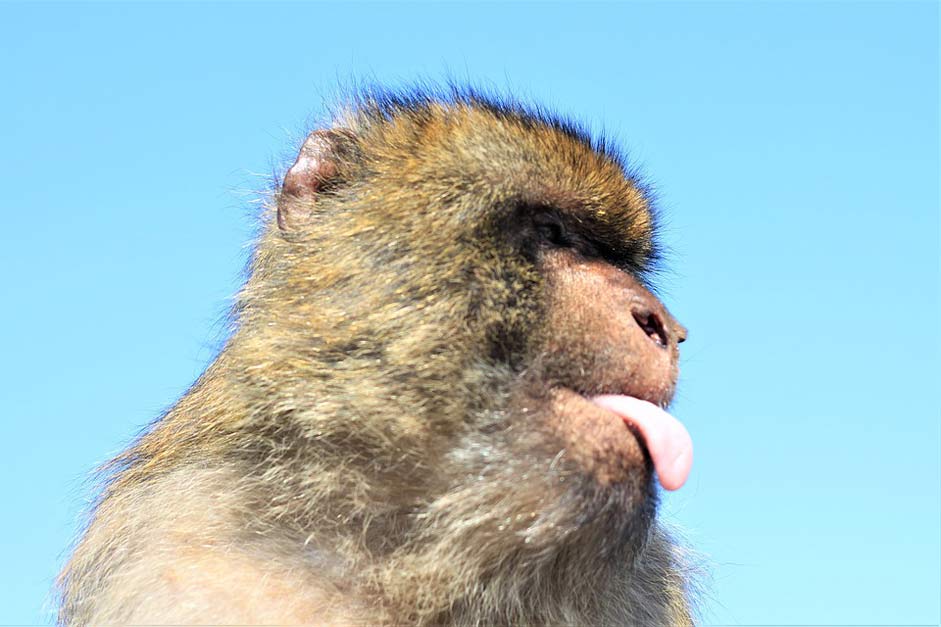 Stick-Out-Tongue Facial-Expression Portrait Monkey
