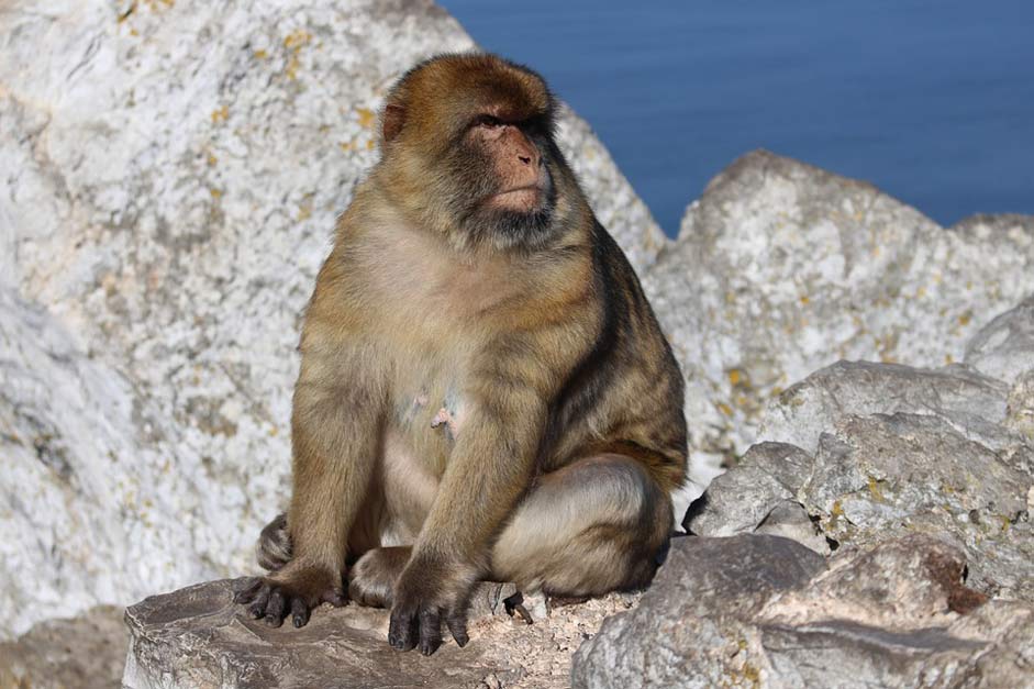 Animal-World Gibraltar Rock Monkey