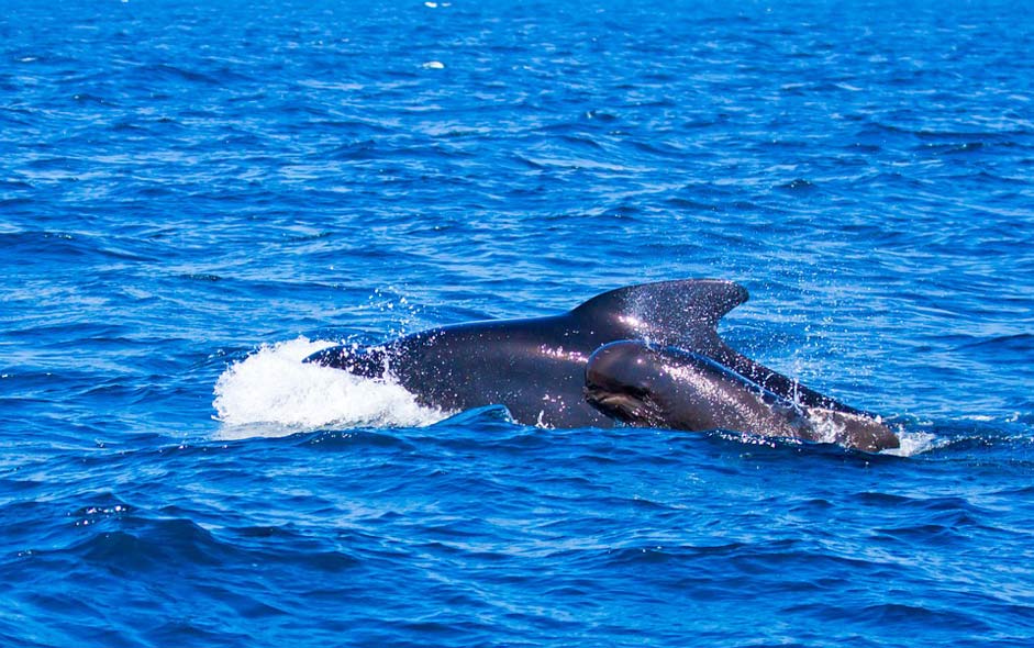Orcinus-Orca Animals Whales Pilot-Whales