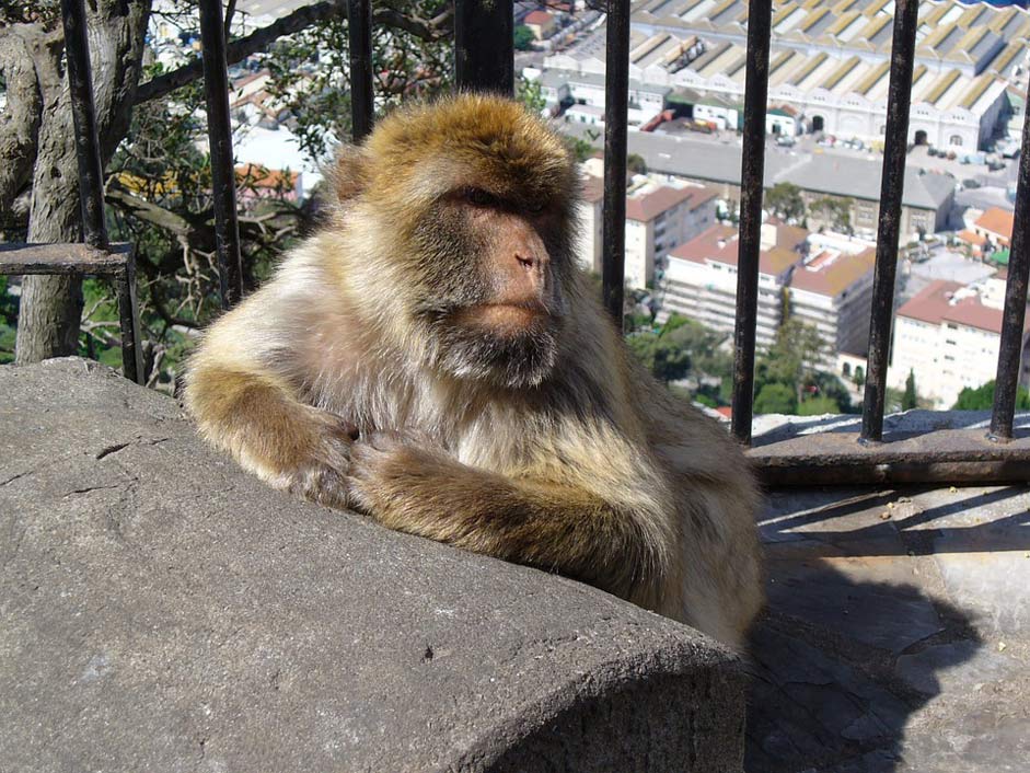 Barbary-Ape Monkey Gibraltar Spain