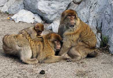 Barbary-Macaque Wildlife Animal Monkeys Picture