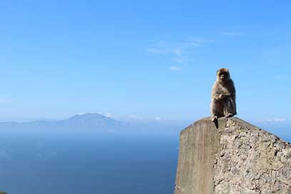 Ape Monkey Gb Gibraltar Picture