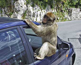 Gibraltar Animal Monkey Baboon Picture