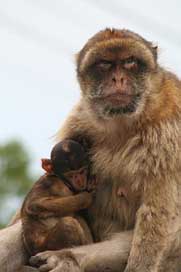 Barbary-Ape  Monkey Gibraltar Picture