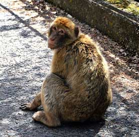 Barbary-Ape  Gibraltar Monkey-Rock Picture