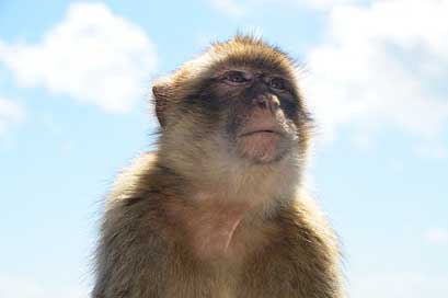 Barbary-Ape  Gibraltar Monkey-Rock Picture