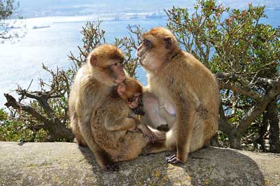 Berber-Monkeys  Gibraltar Monkey-Rock Picture
