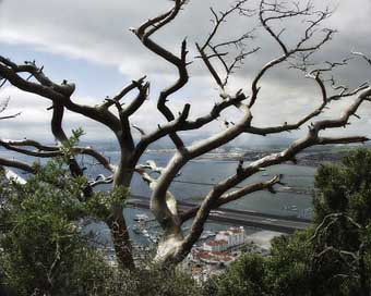 Gibraltar Tree Mediterranean-Sea City Picture