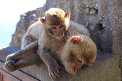 Monkey Primate Cute Mammal Picture