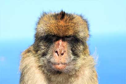 Monkey Gibraltar Grim Portrait Picture