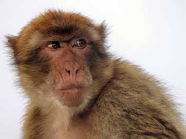 Macaque Rock-Of-Gibraltar Gibraltar Ape Picture