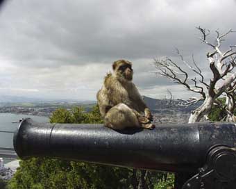 Gibraltar Animal Cannon Monkey Picture