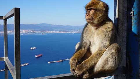 Monkey Focus Rock Gibraltar Picture