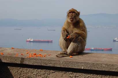 Monkey Mountain Gibraltar Toque Picture