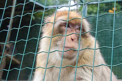 Macaque-Of-Gibraltar Mammal Mono Primate Picture