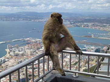 Travel Fauna Gibraltar Mono Picture