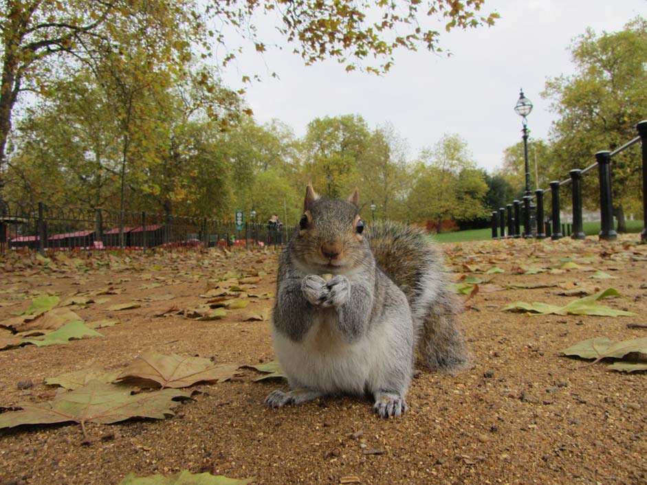 United-Kingdom London Park Grey-Squirrel