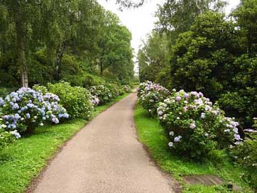 Norfolk Hydrangeas Great-Britian England Picture