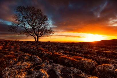 Yorkshire Trees Great-Britain England Picture
