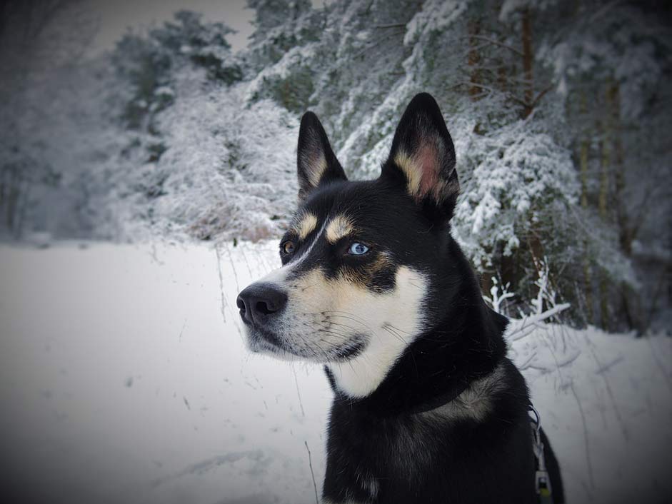 Blue-Eyes Husky-Mongrel Husky Dog