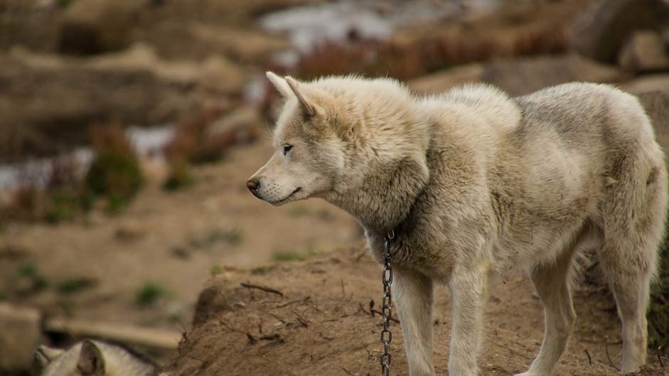 Summer Greenland Sled-Dog Dog