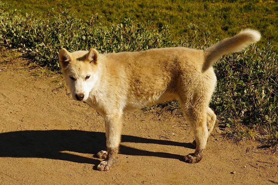 Greenland-Husky Puppy Young-Dog Dog