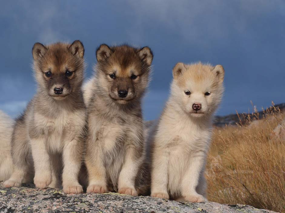Expensive Greenland Sled-Dogs Dogs