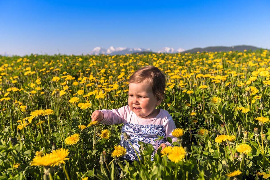 Hayfield Field Nature Flower