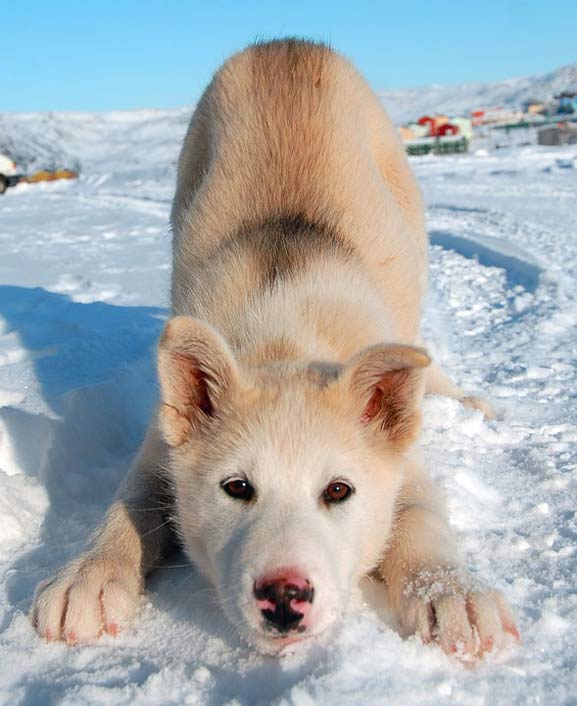 Puppy Greenland Dog Greenland-Dog