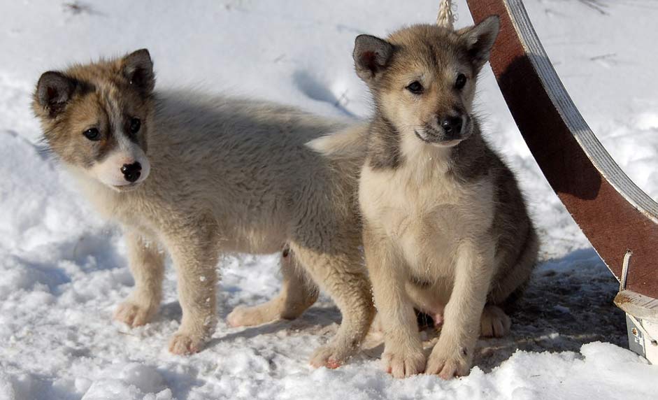 Greenland Puppy Dog Greenland-Dog