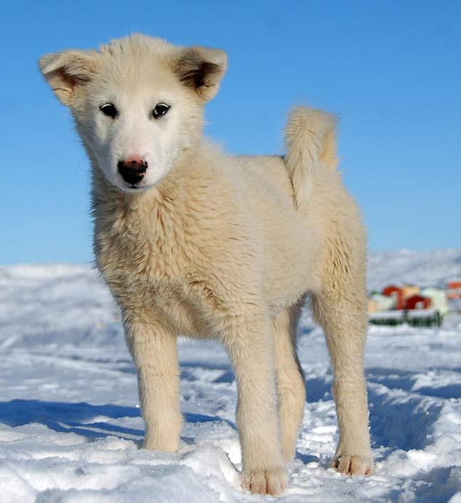 Puppy Greenland Dog Greenland-Dog